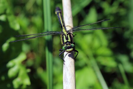 Flight insect creature nature