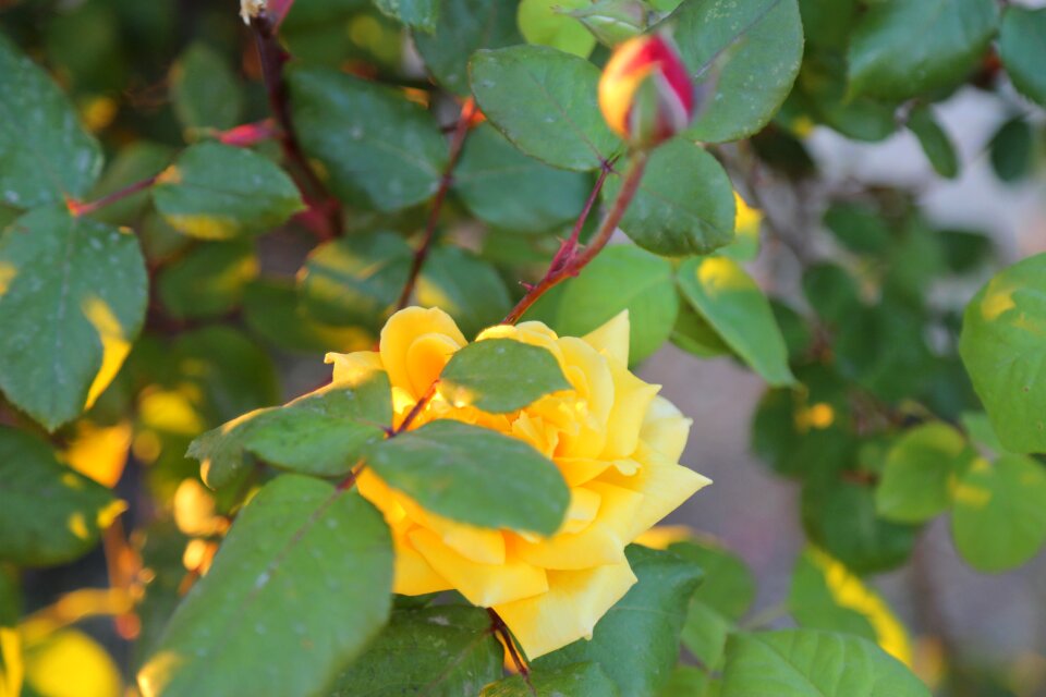 Nature plant flower