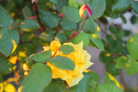 Nature plant flower