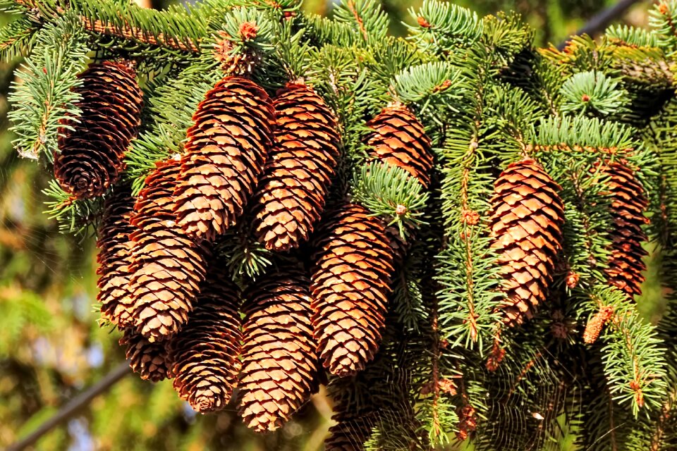 Tree fir tree needles