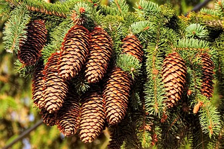 Tree fir tree needles photo