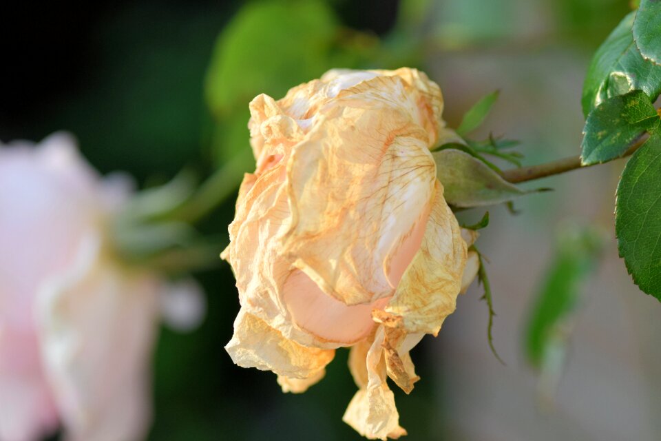 Wilted garden nature