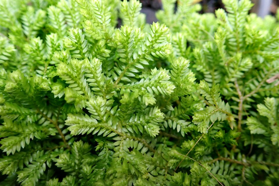 Fern ground cover plant
