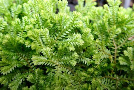 Fern ground cover plant photo