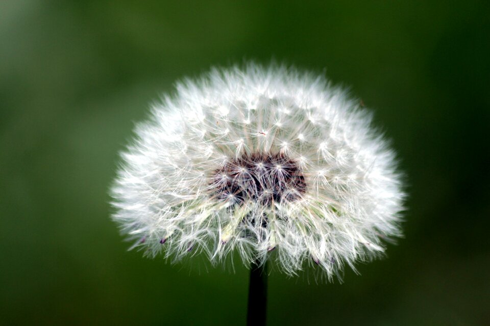 Plant flower nature