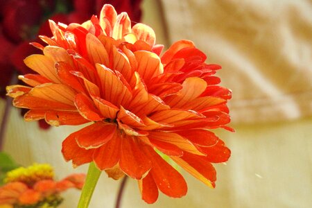 Dahlia orange plant