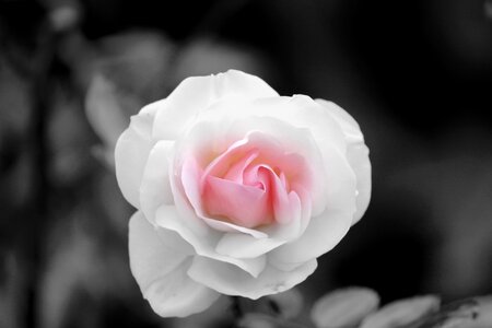 Tender rose bloom pink rose photo