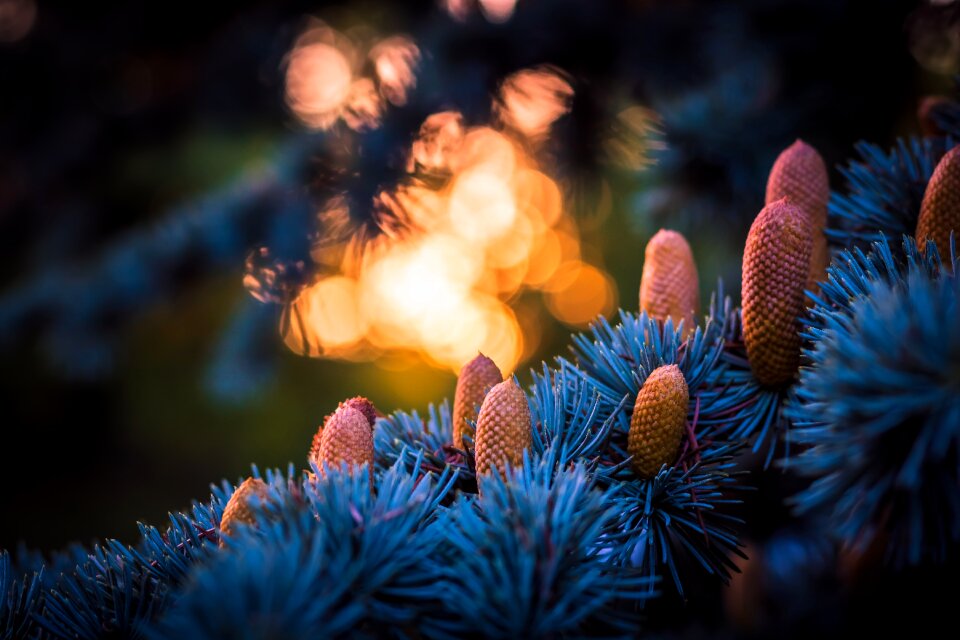 Zach tannenzapfe sunset