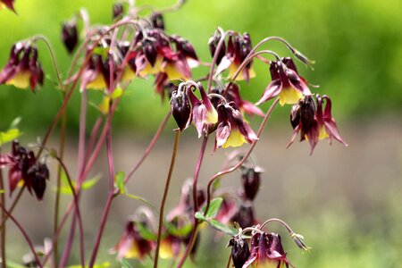 Nature flower garden
