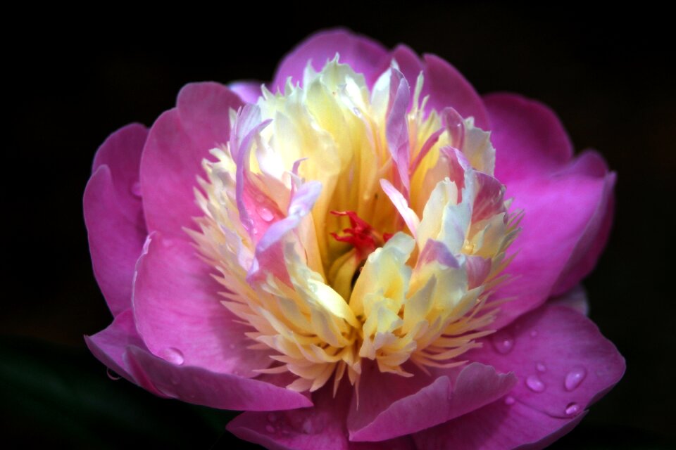 Pink spring nature
