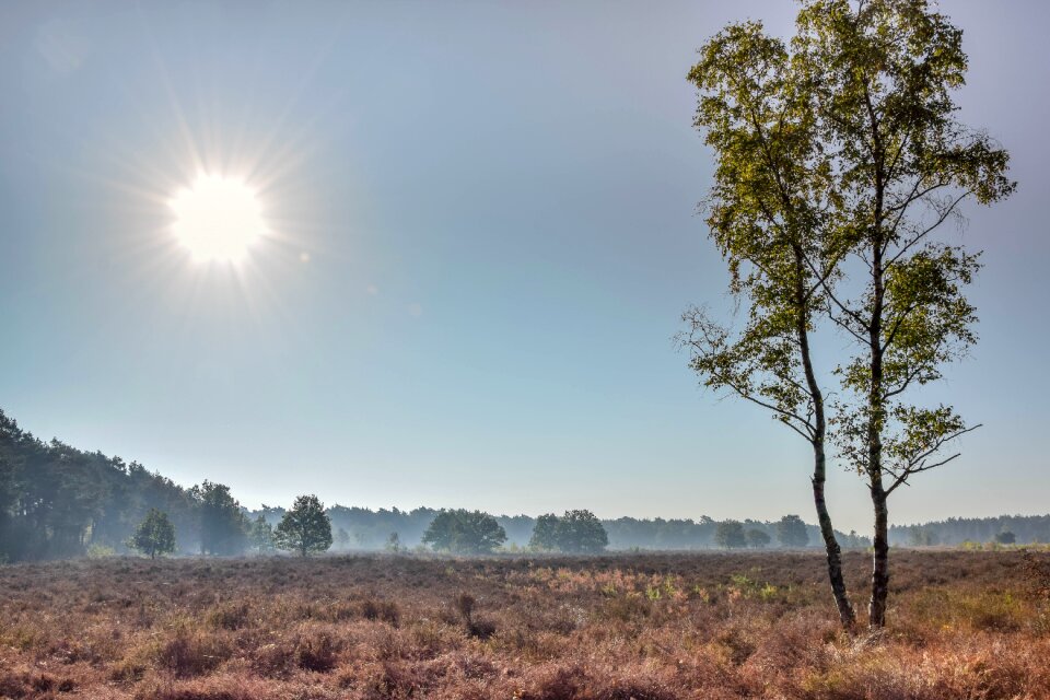 Tree autumn sun heide