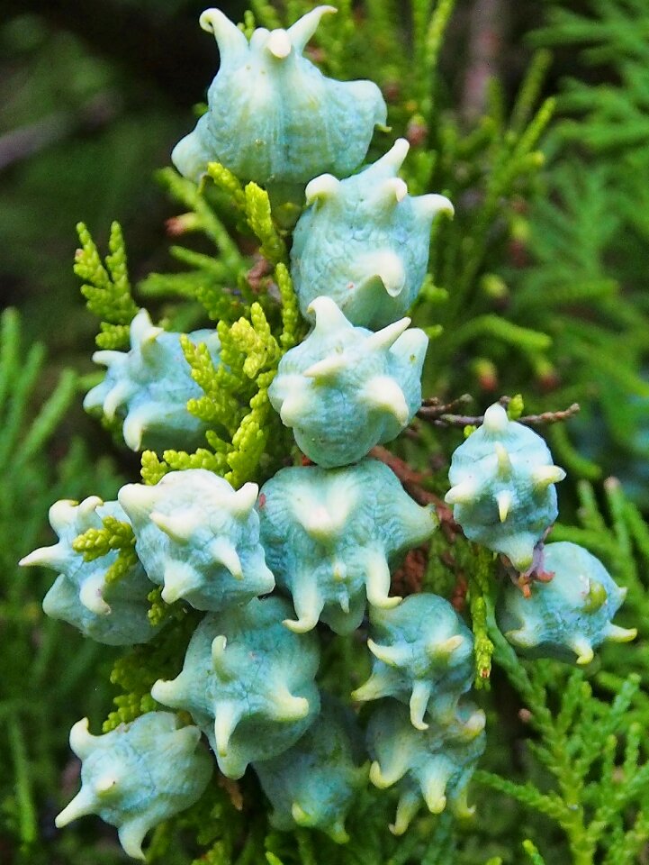 Green thuja close up