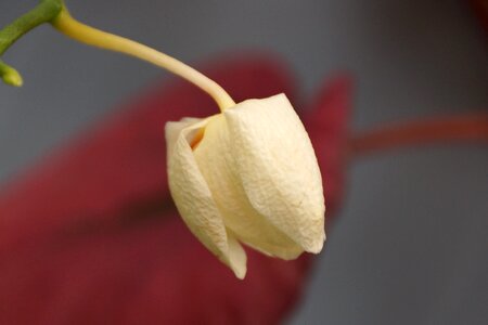Growth flora orchid