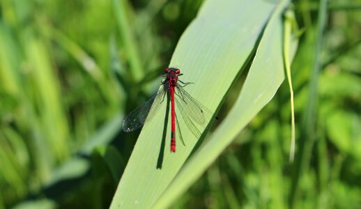 Close up nature flight insect photo