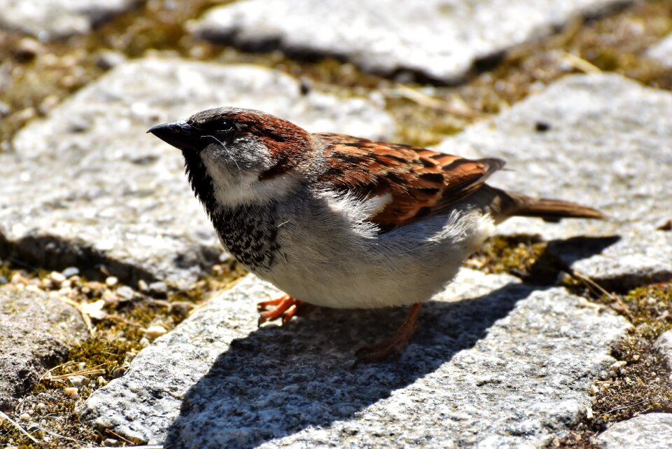 Animal birdie plumage