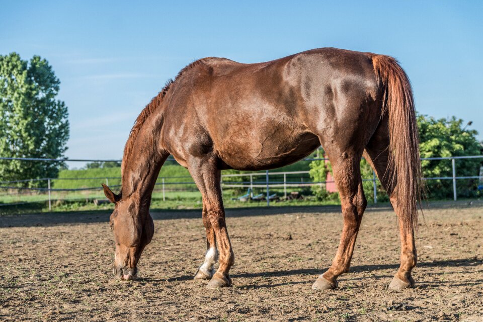 Mammal horseback riding stallion