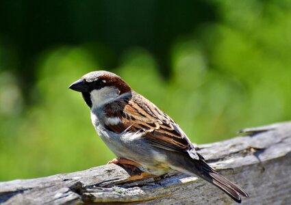 Animal birdie plumage