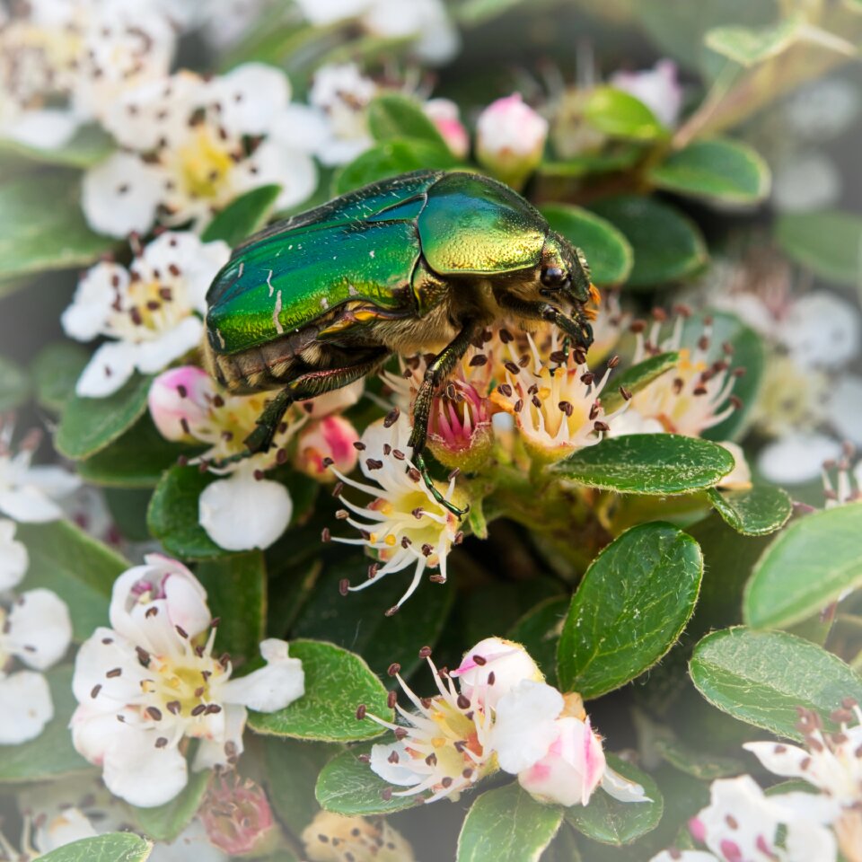 Spring macro hedge