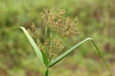 Cyperus wild grass