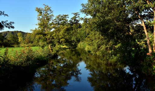 Green environment trees photo