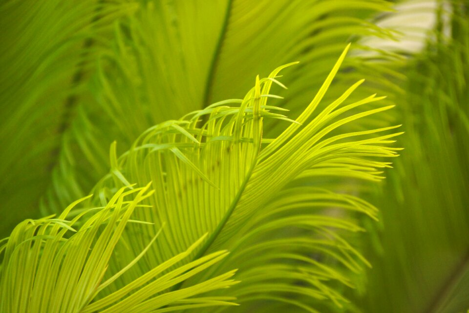Growth summer frond