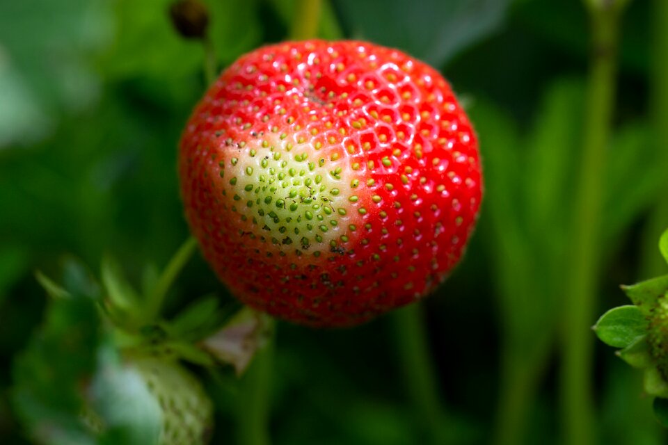 In the garden fruit vegetable garden
