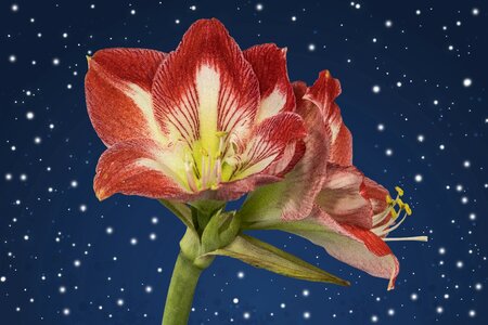 Blossom bloom flower