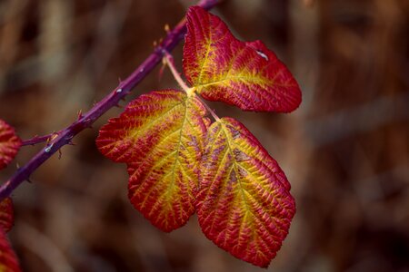 Autumn leaves fall foliage photo