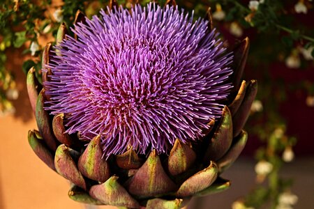 Thistle-like composites flower vegetables photo