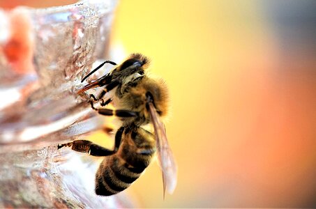Close up jam sweet