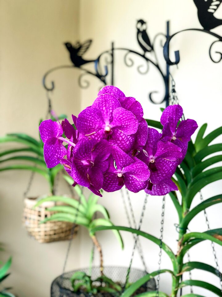 Flowers exotic orchid