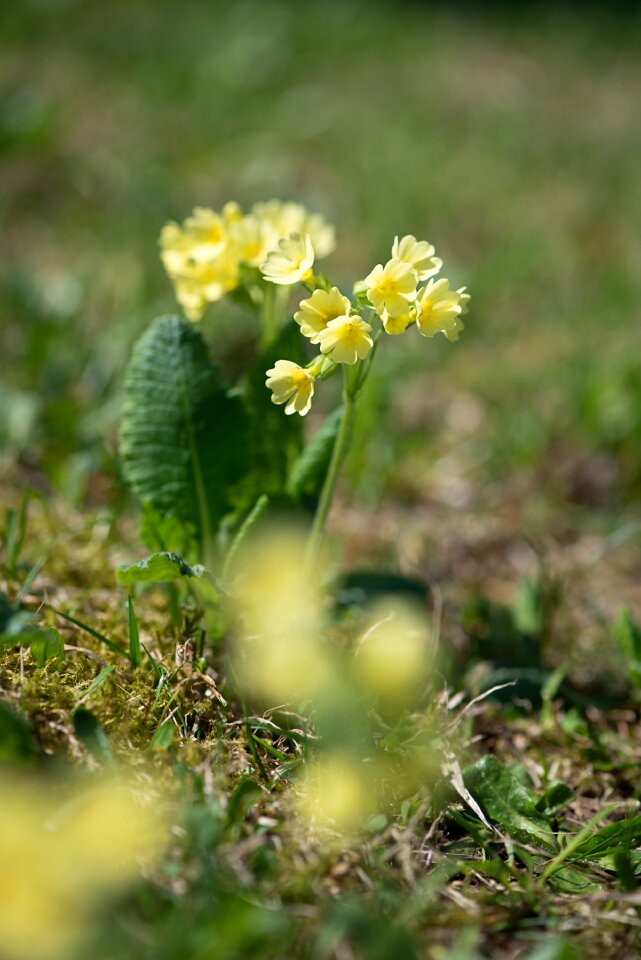 Flowers yellow flowers nature