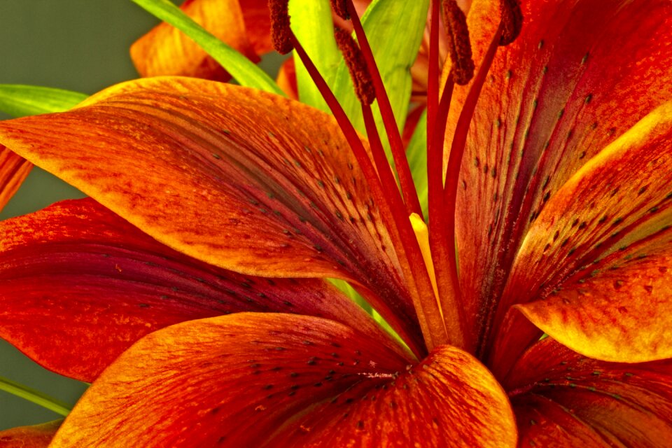Orange bright closeup