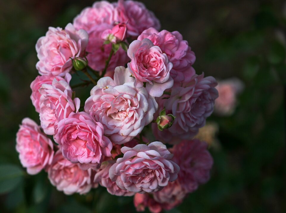 Flower petals fragrance
