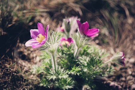 Purple anemone purple flower blossom photo