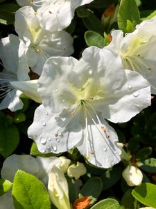 Nature blossom spring