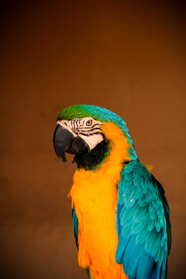 Nature animal animal world