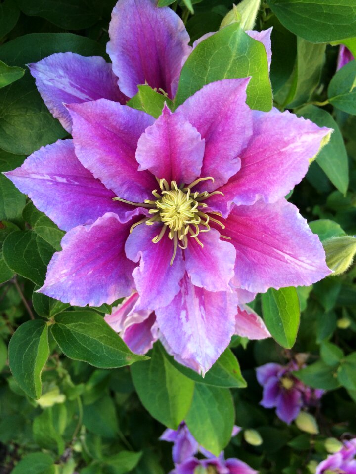 Bloom nature plant