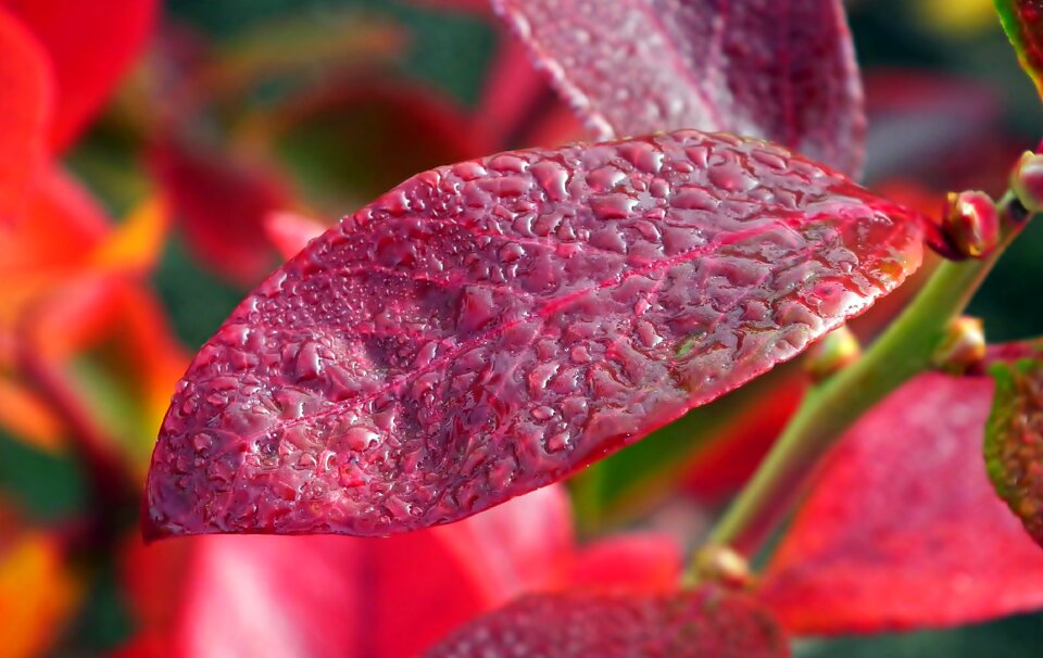 Closeup garden bush