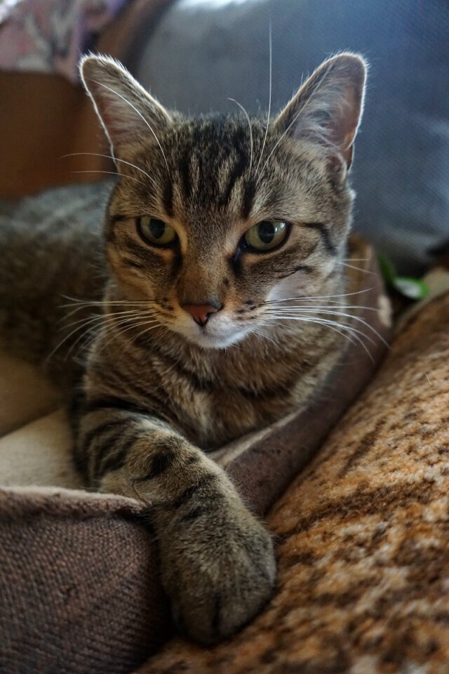 Cute fur cat's eyes