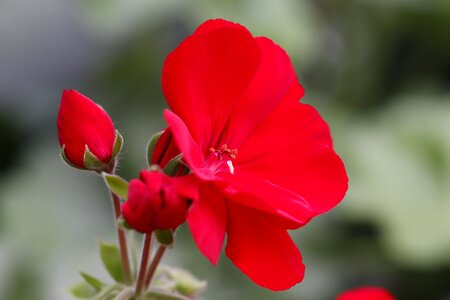 Red balcony plant close up photo