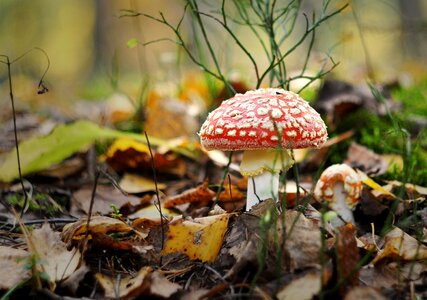 Poisonous red poison