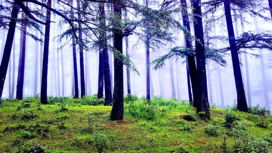 Fog nature forest photo