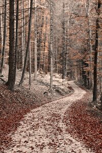 Trees mood fall foliage
