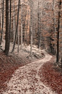 Trees mood fall foliage photo