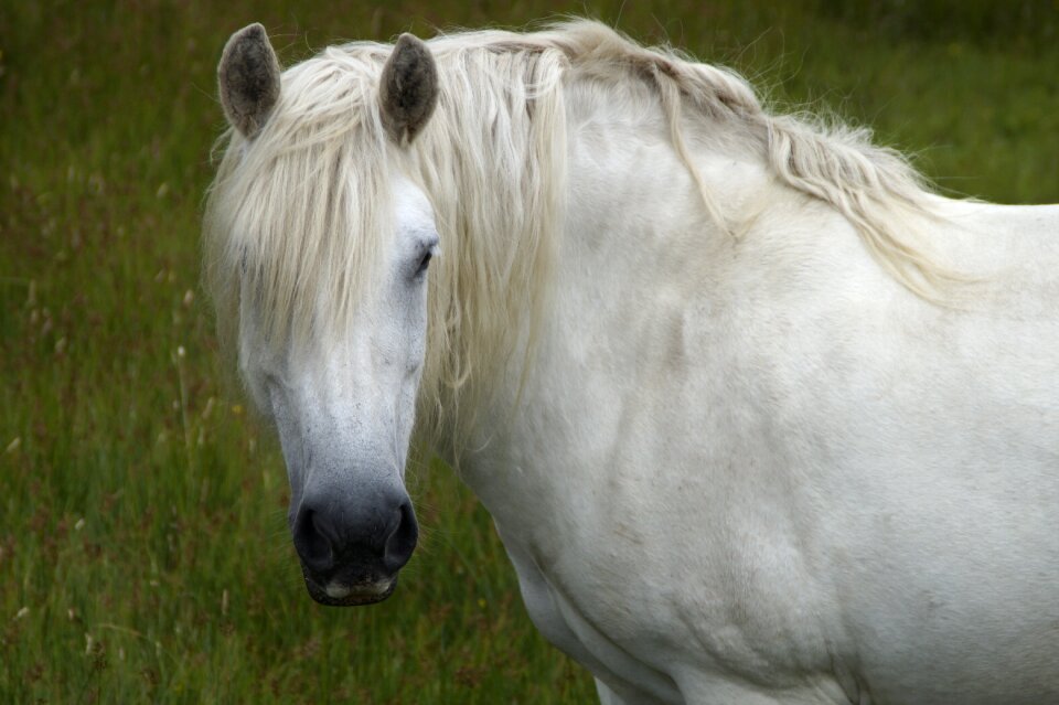 Mane aesthetic horse head