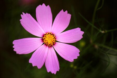Plants nature beautiful