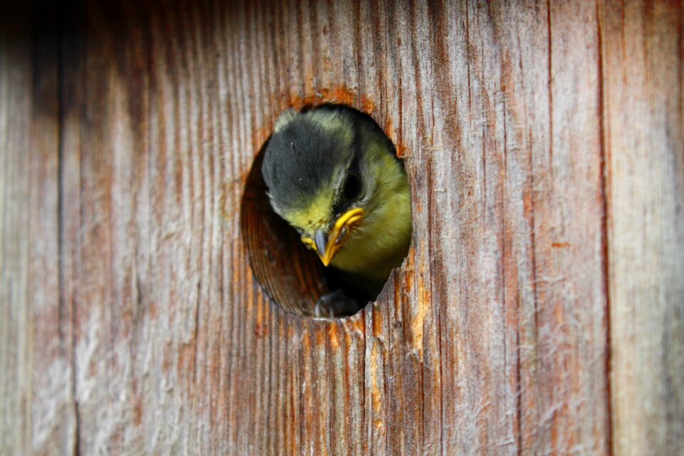 Nesting box tit nesting place