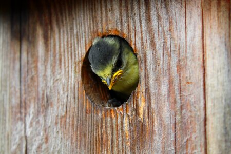 Nesting box tit nesting place