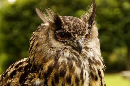 Bird plumage nature